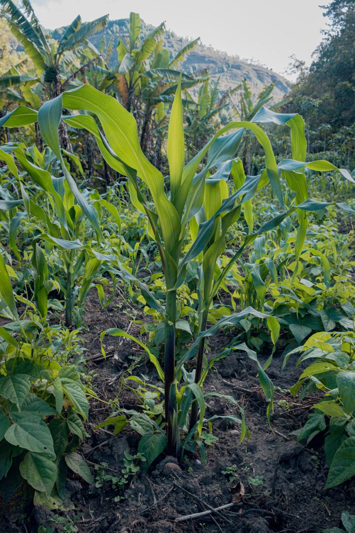 Vibrant corn plant growing in a rural Chota, Cajamarca field, captured in a vertical shot.