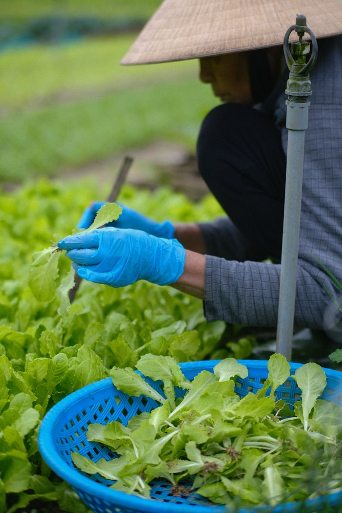 A farmer harvests fresh lettuce in Da Nang, Vietnam, showcasing traditional agriculture methods.